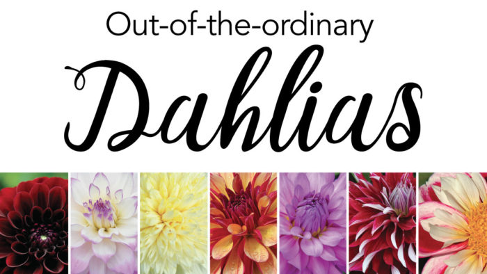 great dahlias