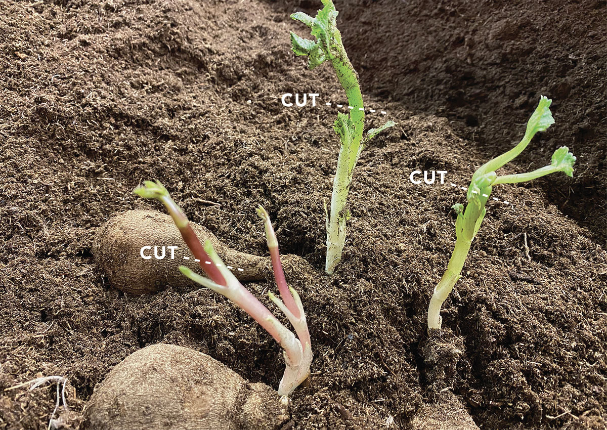 Tuberous Roots Of Dahlia