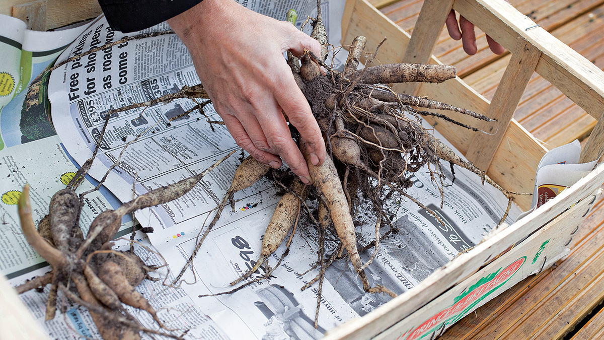 Storing Dahlia Tubers For Winter