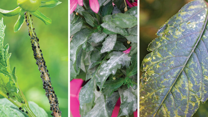 dahlia pests and diseases