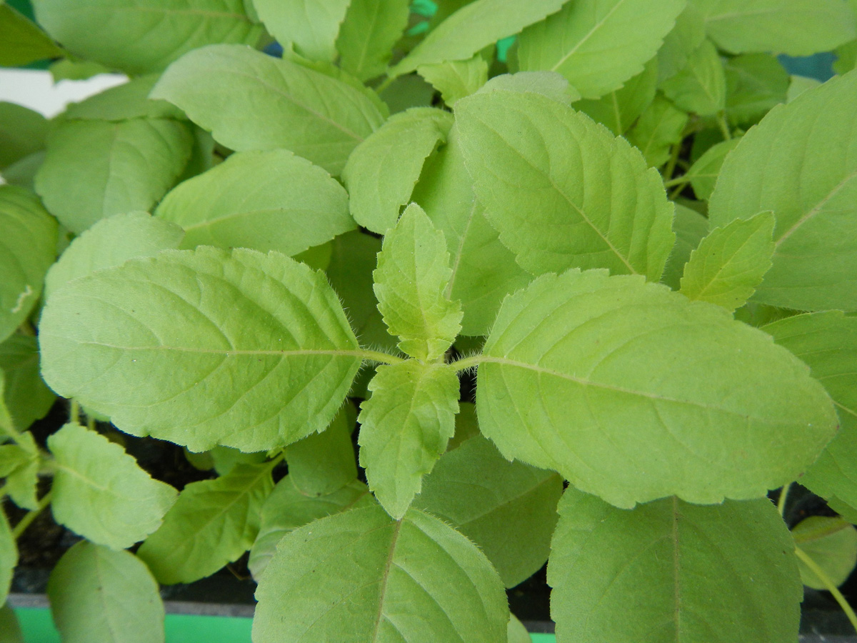 Holy basil (Credit: Wikimedia Commons_Judgefloro)