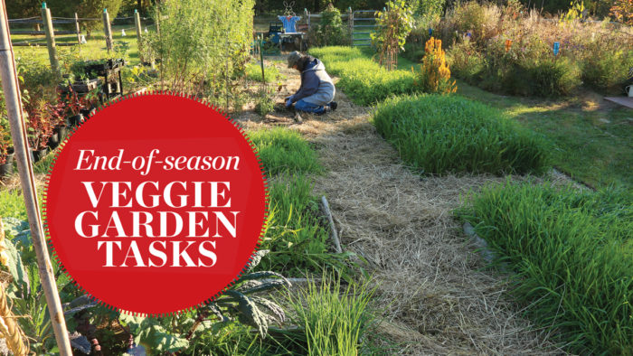 fall veggie garden clean up