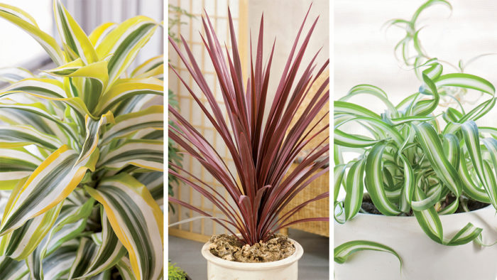 houseplants with great foliage