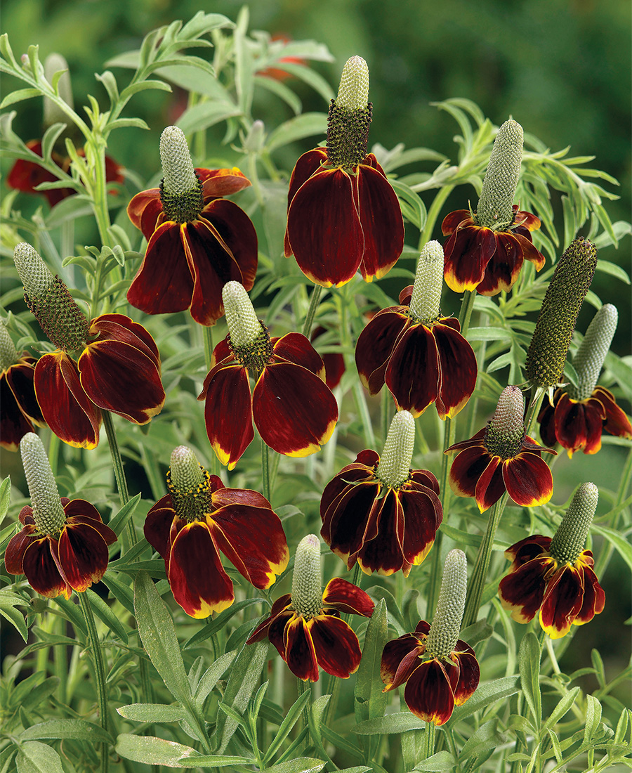 ‘Red Midget’ Mexican Hat