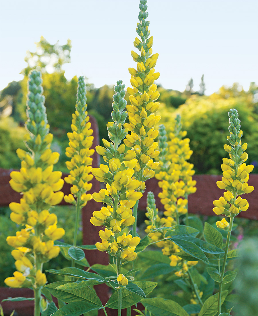 Carolina Lupine