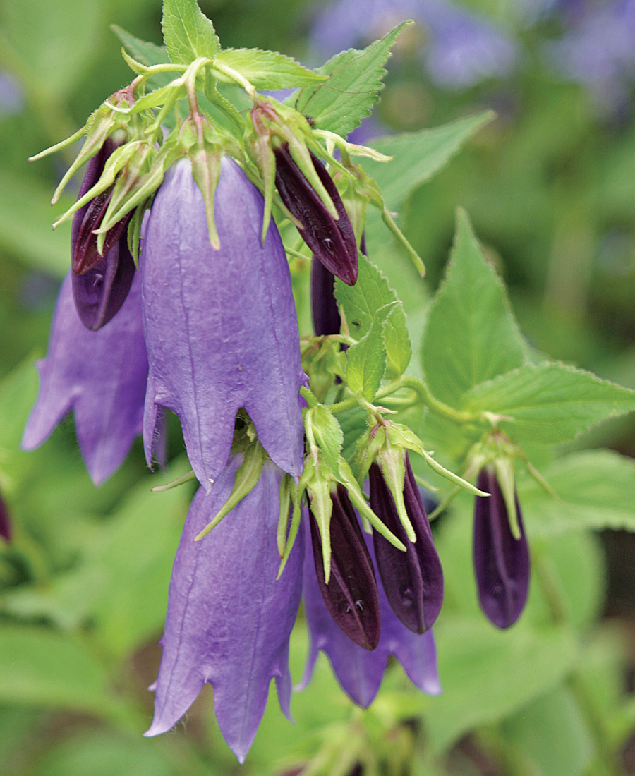 ‘Sarastro’ Bellflower