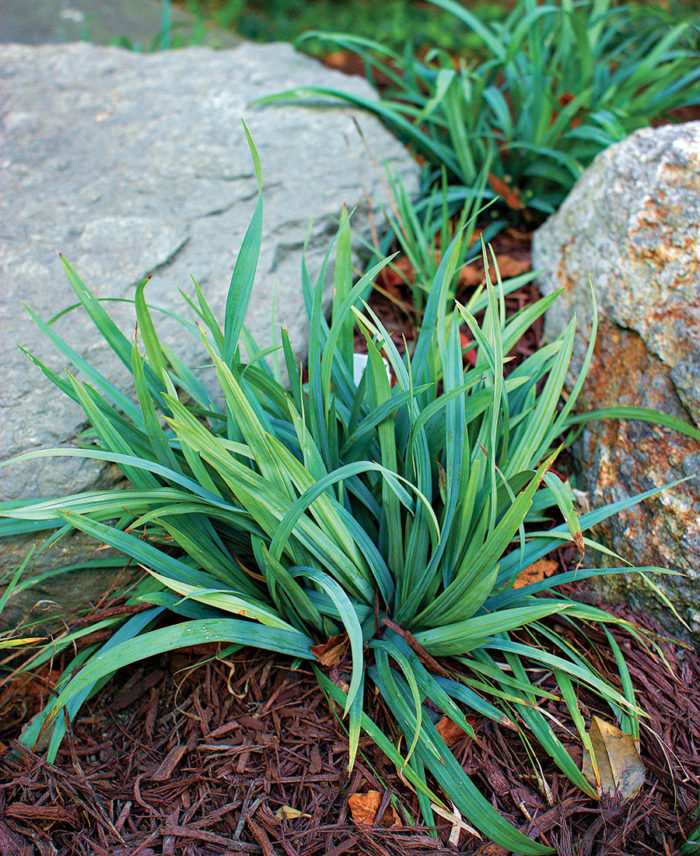 Broadleaf Silver Sedge