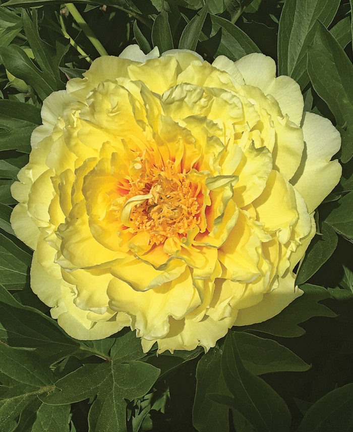 ‘Bartzella’ Itoh Peony