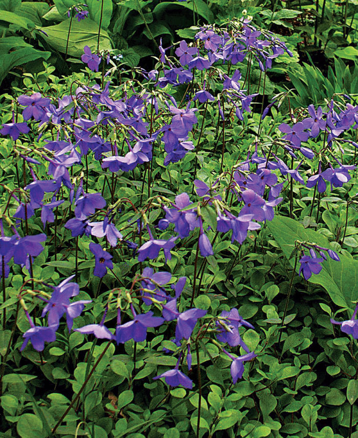 ‘Sherwood Purple’ Creeping Phlox