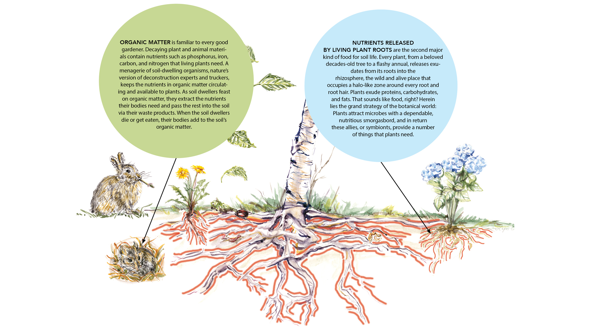 organic matter