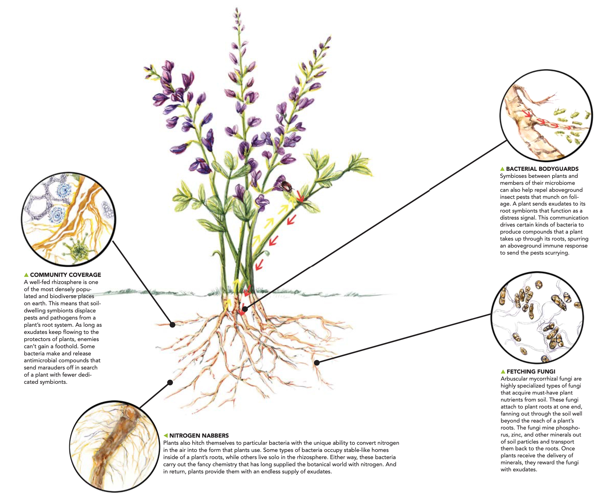 soil life diagram