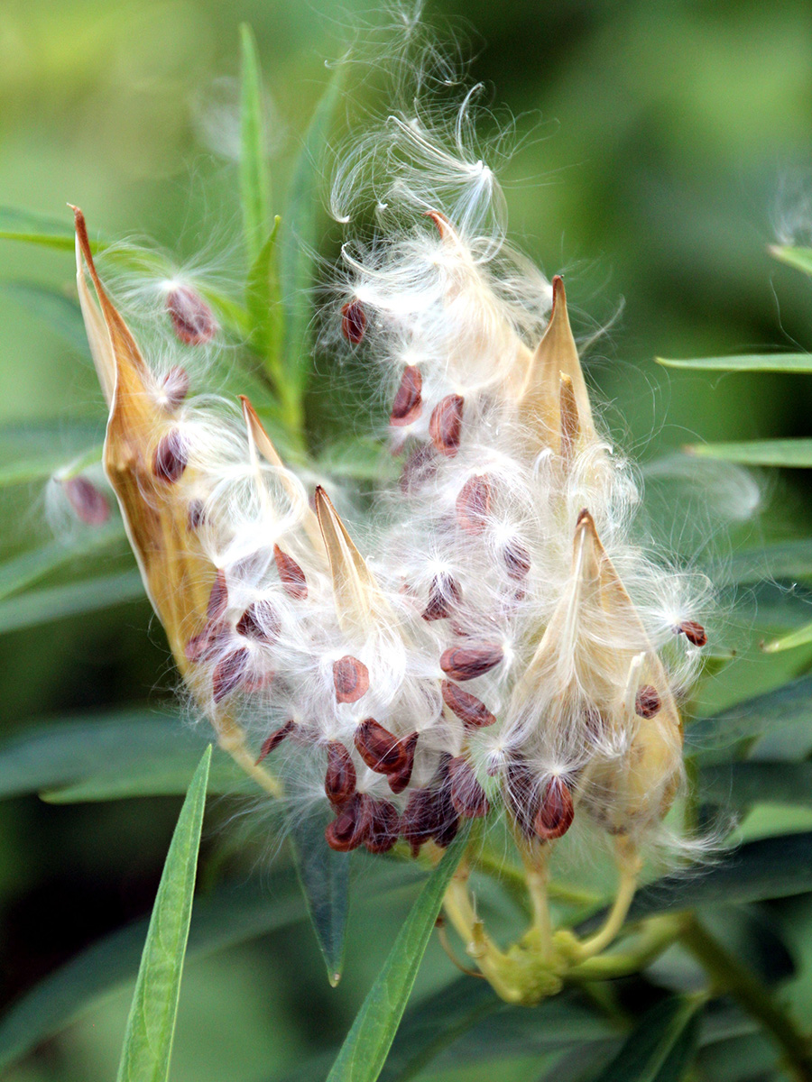 swamp milkweed seedpod