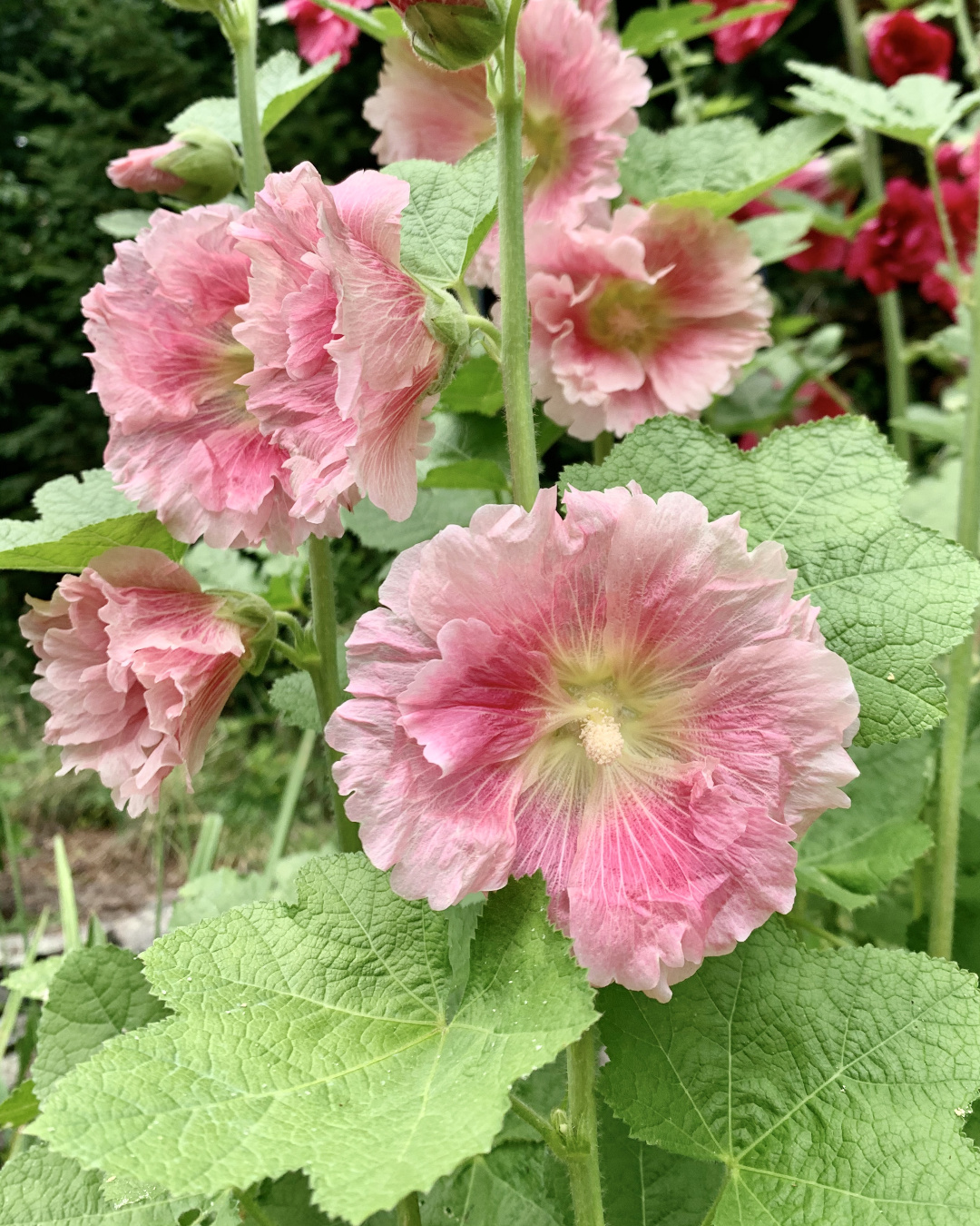 Indian Spring hollyhocks