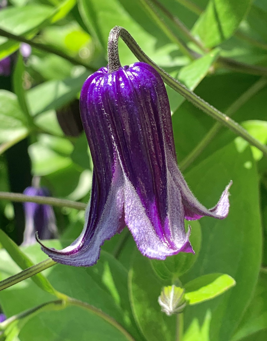 Clematis Rooguchi