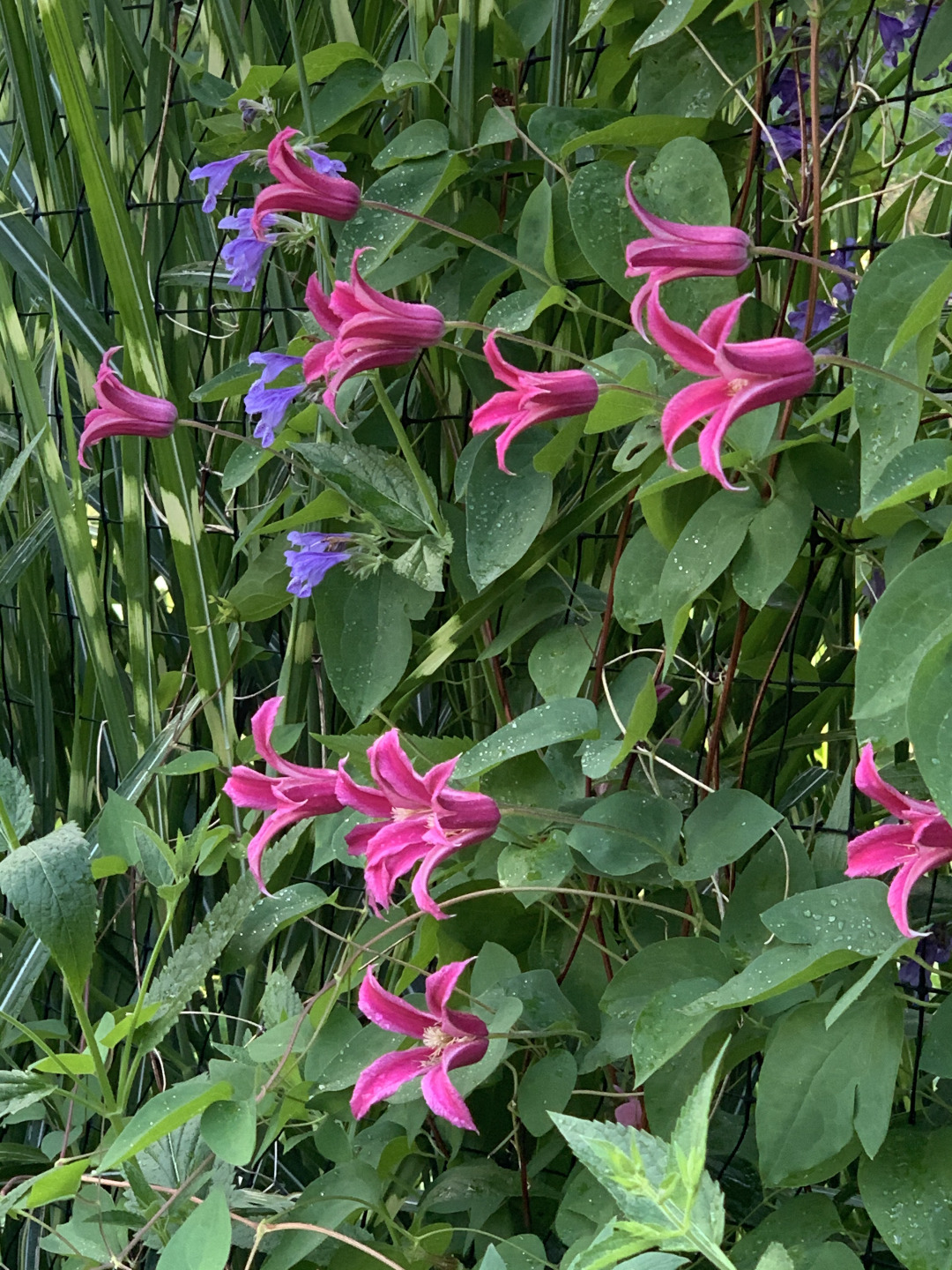 clematis