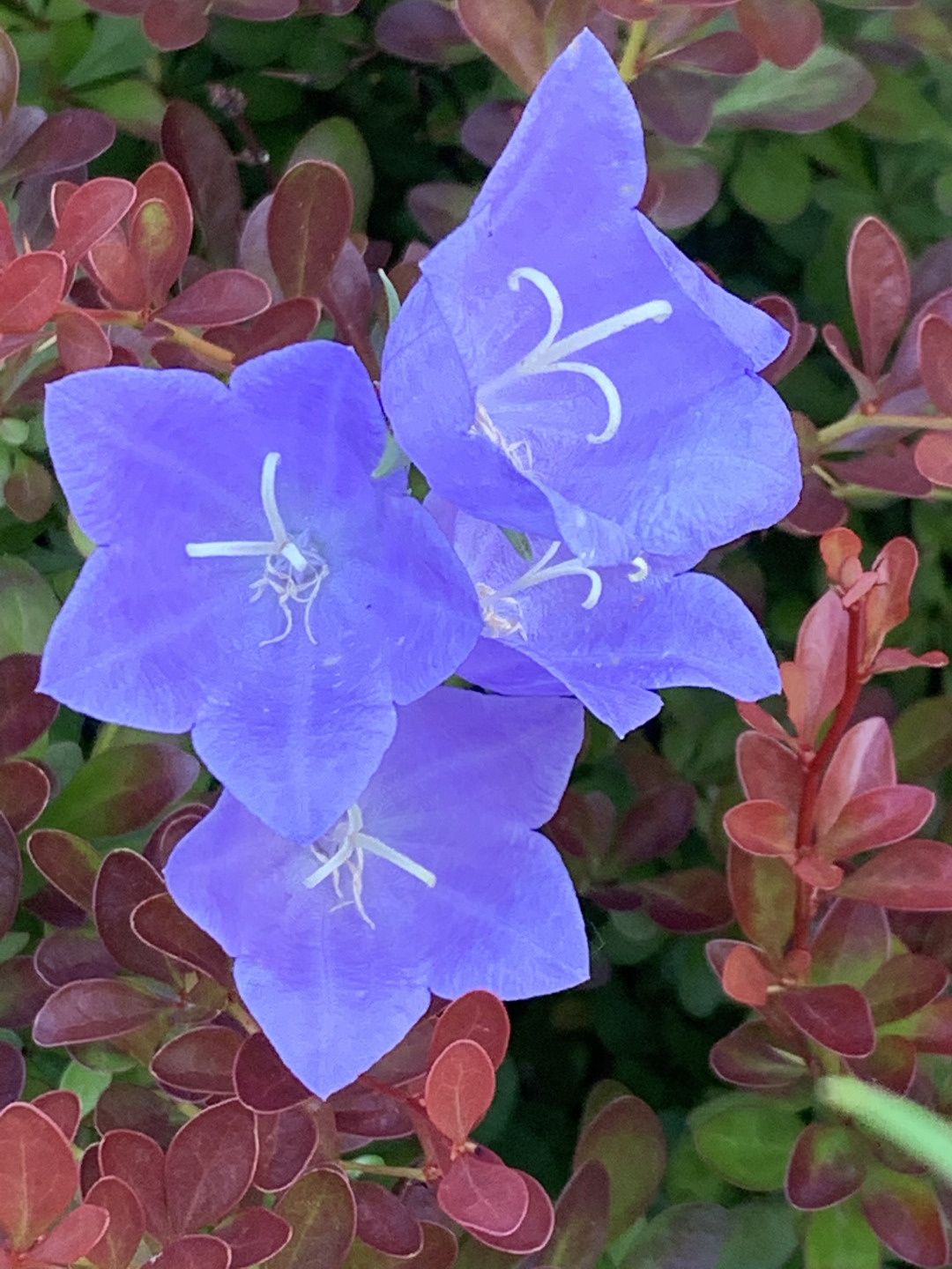 Flowers From Upstate New York