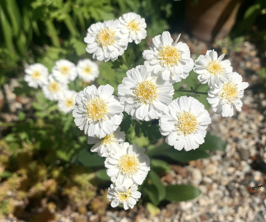 feverfew