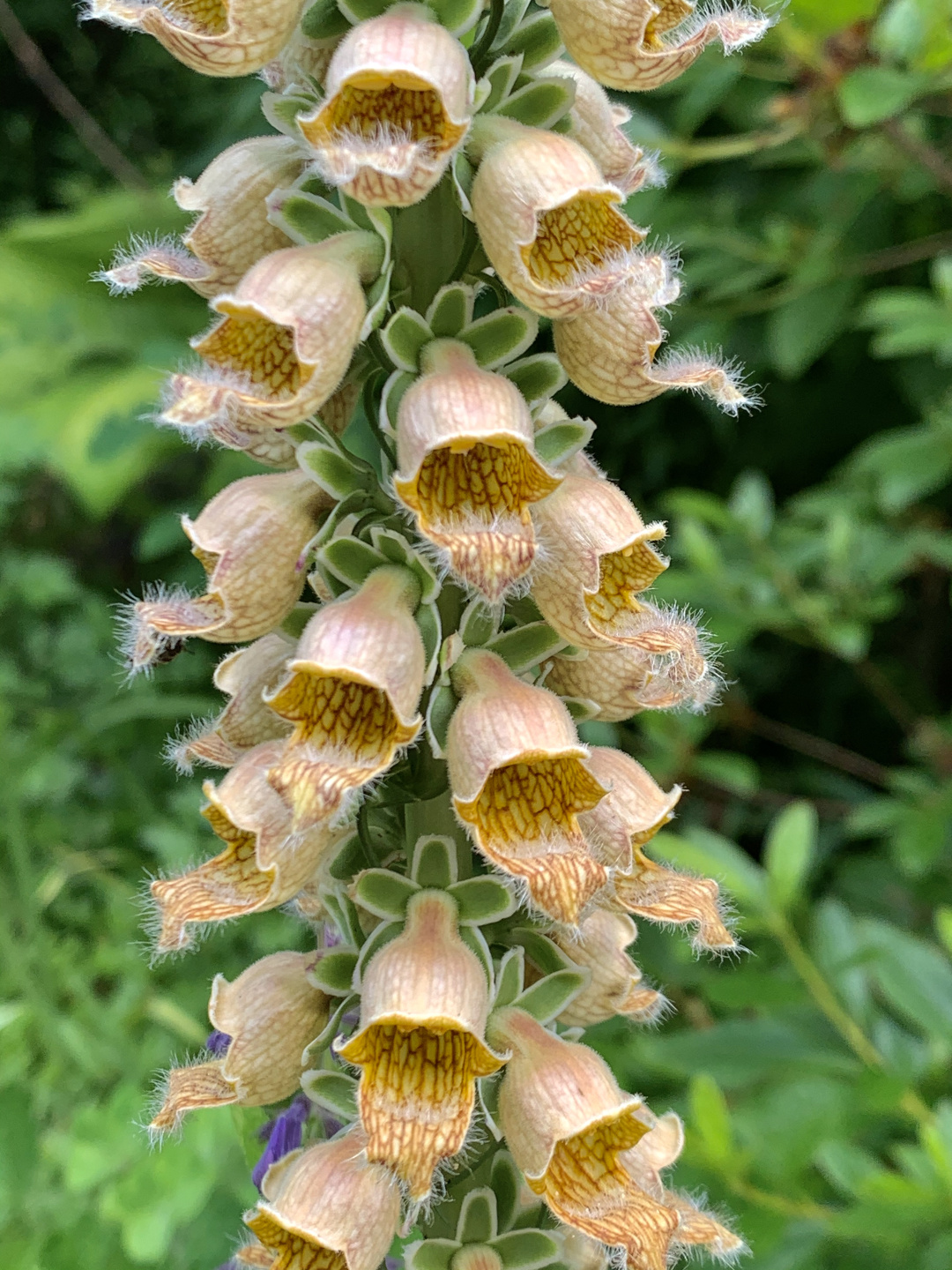 rusty foxglove