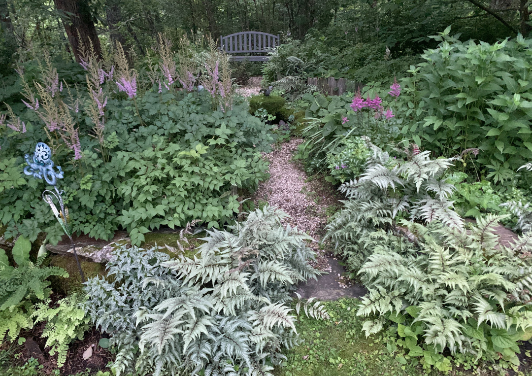 Japanese painted fern