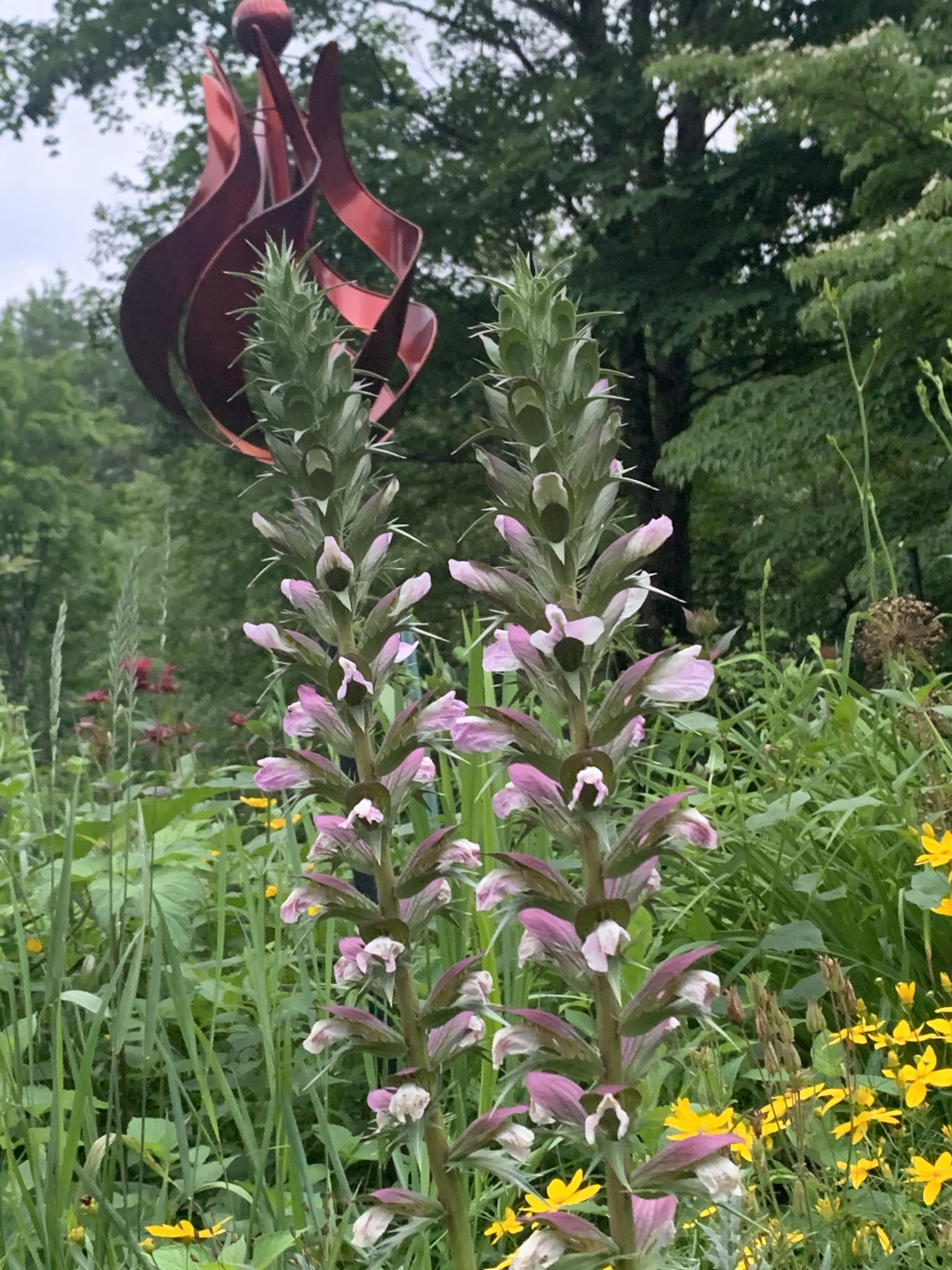 Flowers From Upstate New York