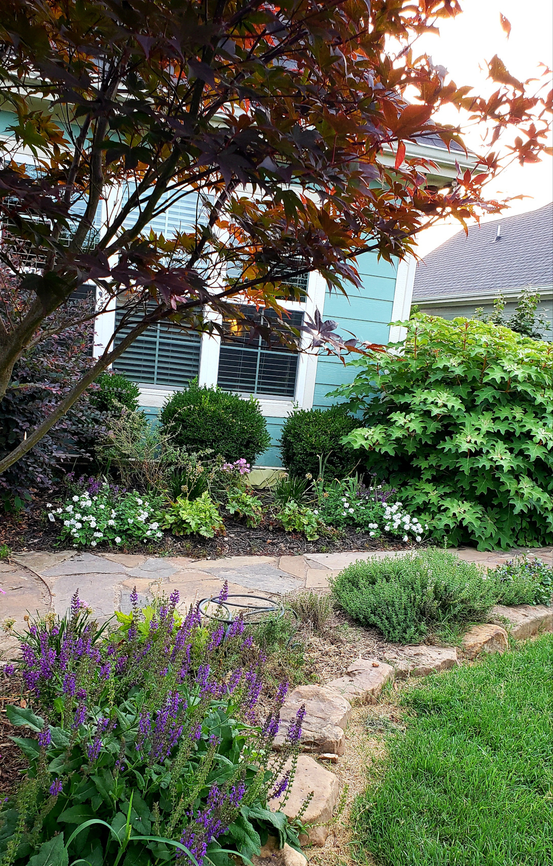 perennial purple phlox