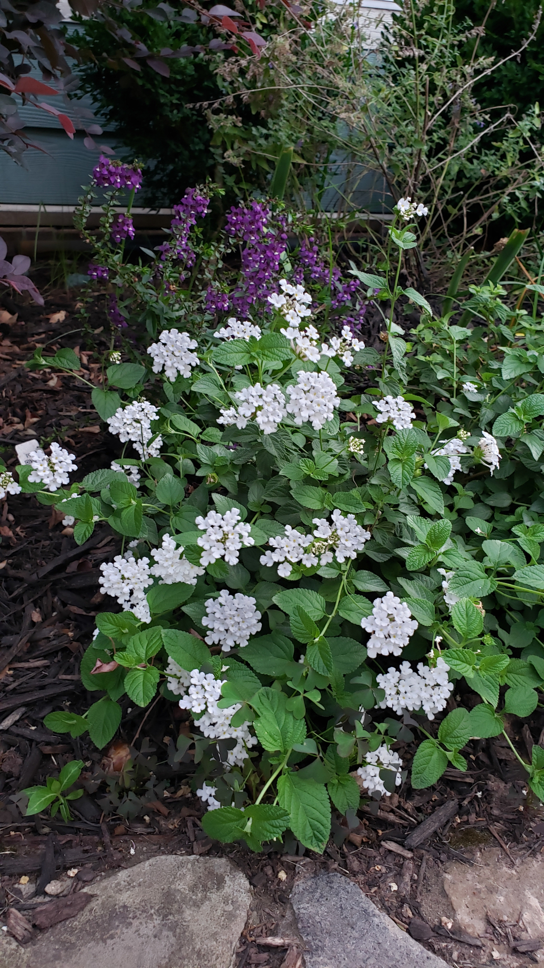 white lantana