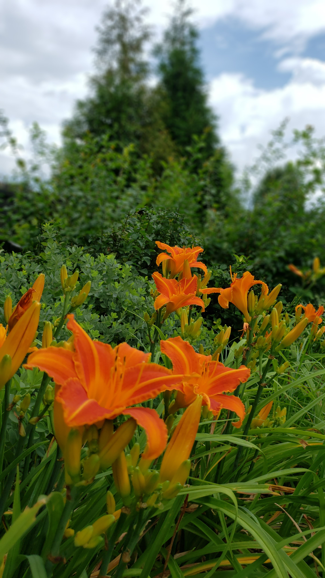 Lady Lucille daylilies