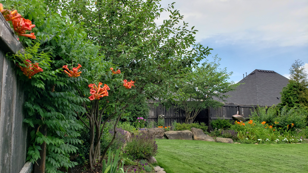 Orange trumpet vine