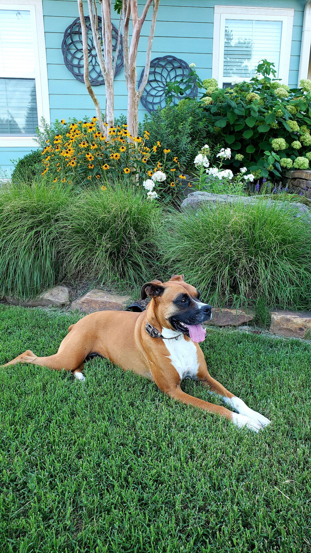 dog in the garden