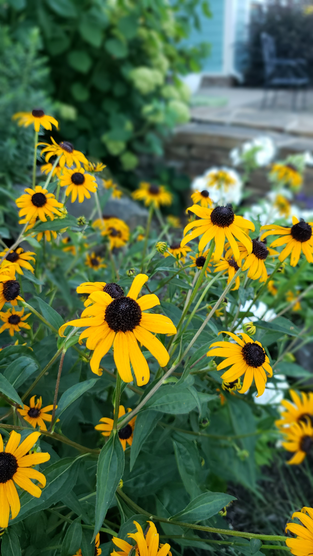 black-eyed Susan