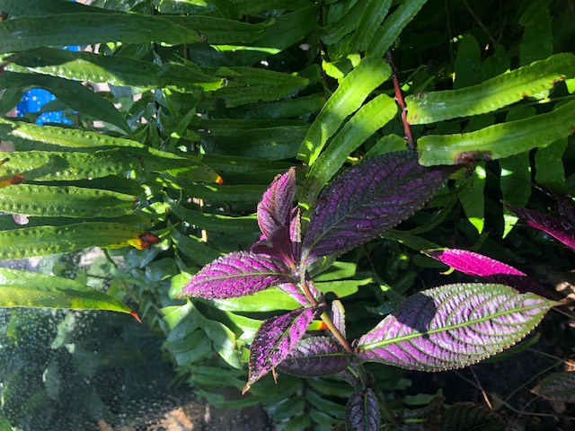 Persian shield