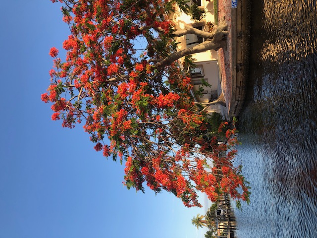 royal poinciana