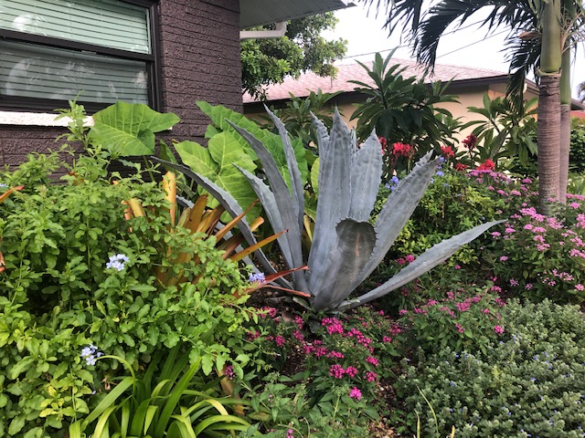 huge Agave