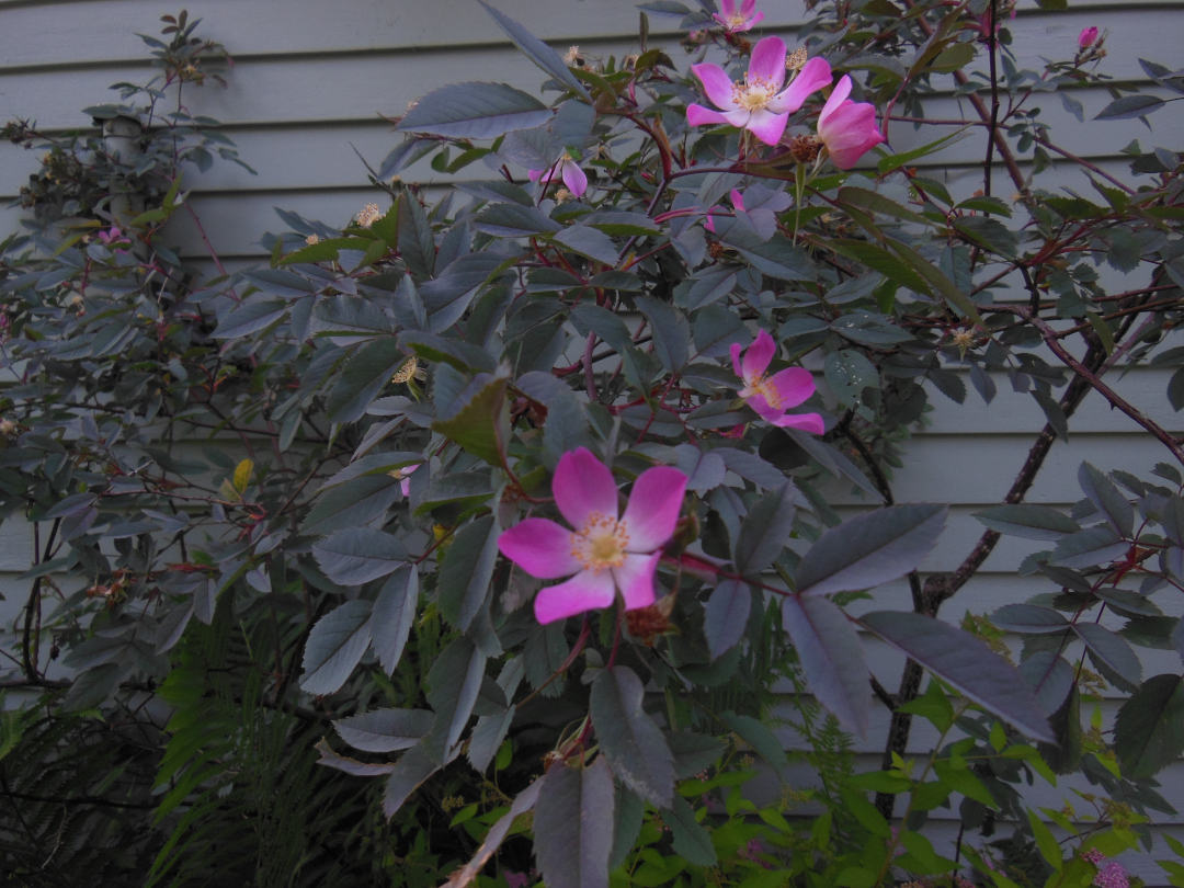 Rosa glauca