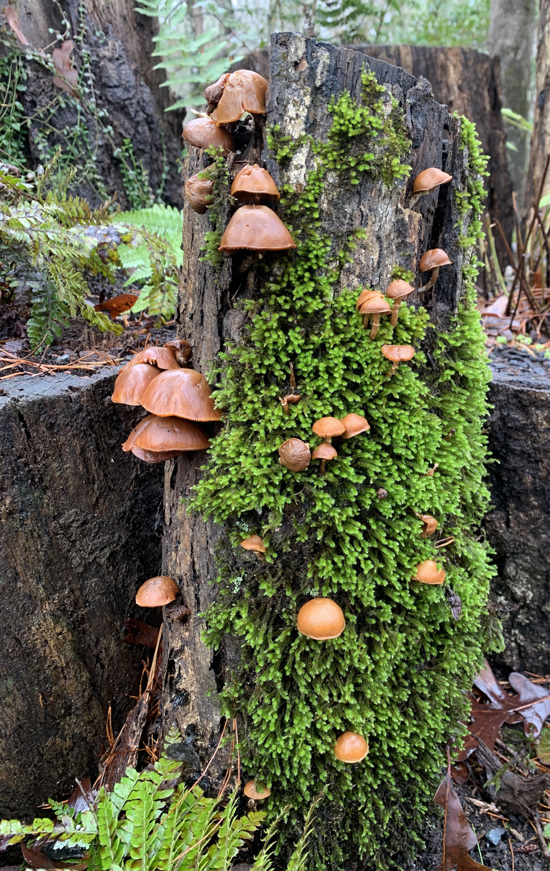 Galerina marginata