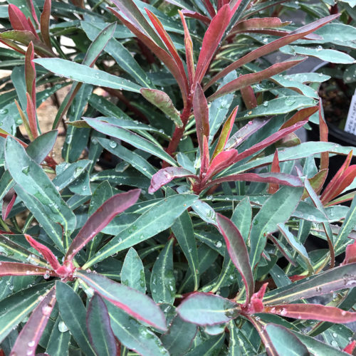 Drought-Tolerant Shade Perennials for Northern California - Fine Gardening