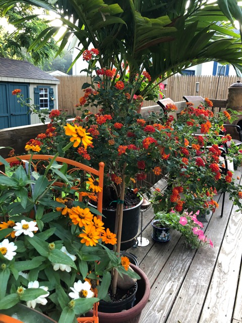 orange plants