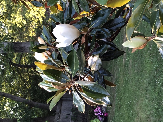 southern magnolia