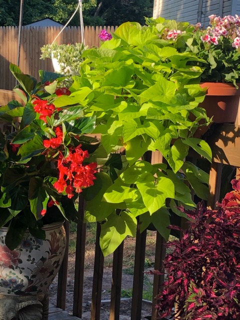 sweet potato vine