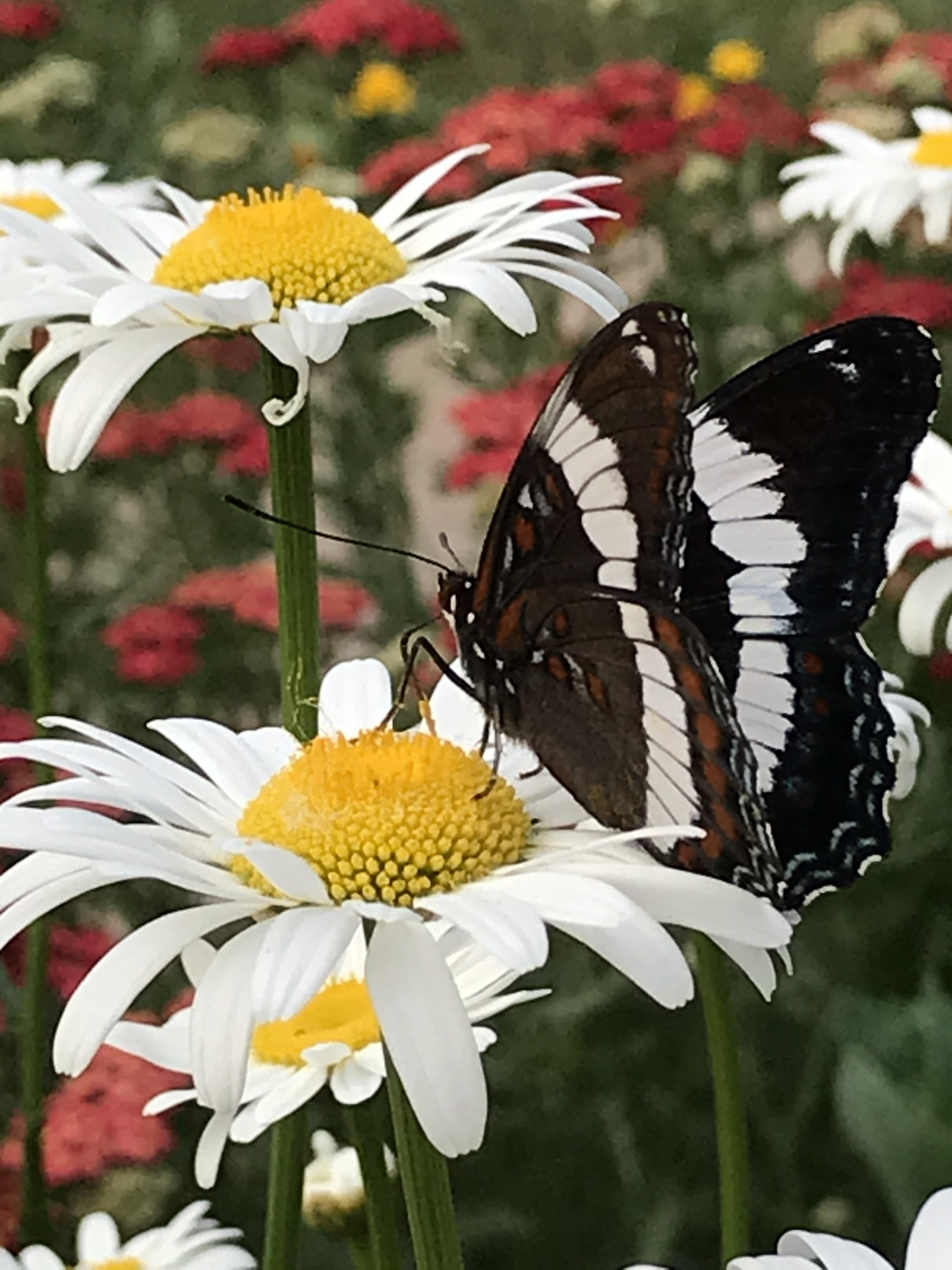 white admiral butterfly