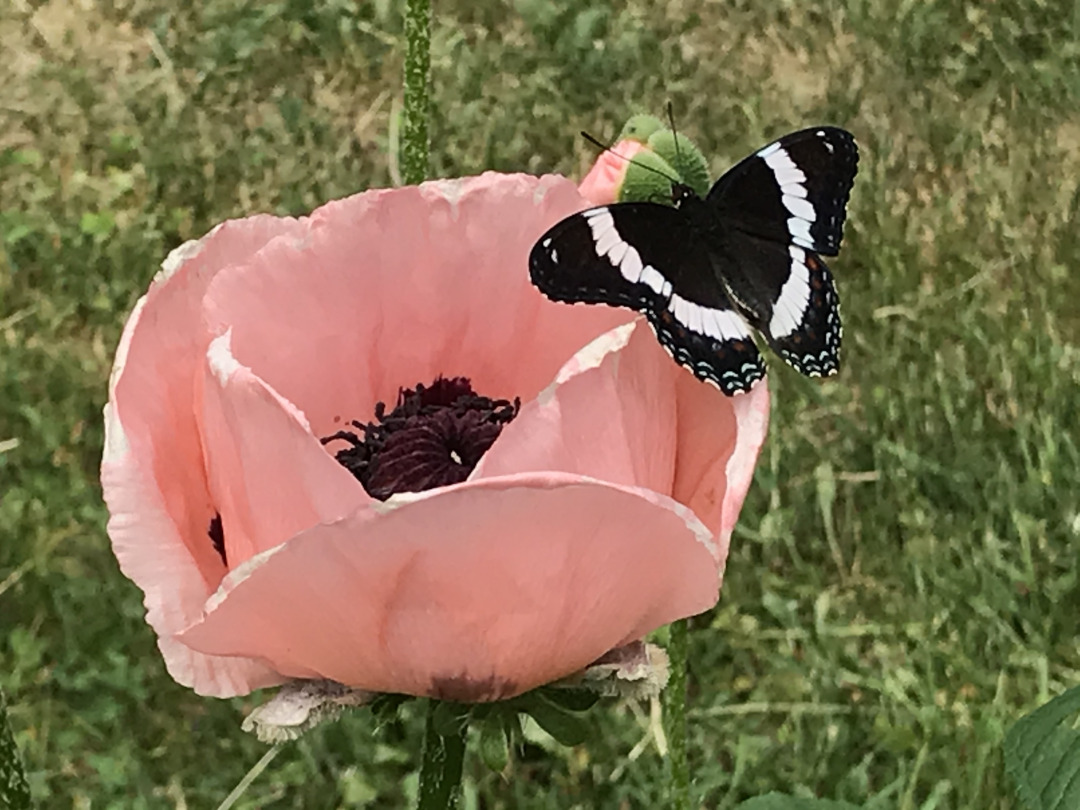 oriental poppy bloom