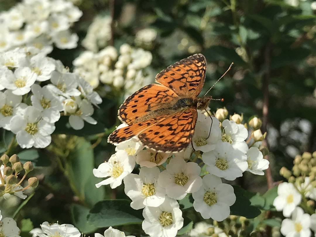 silver-bordered fritillary