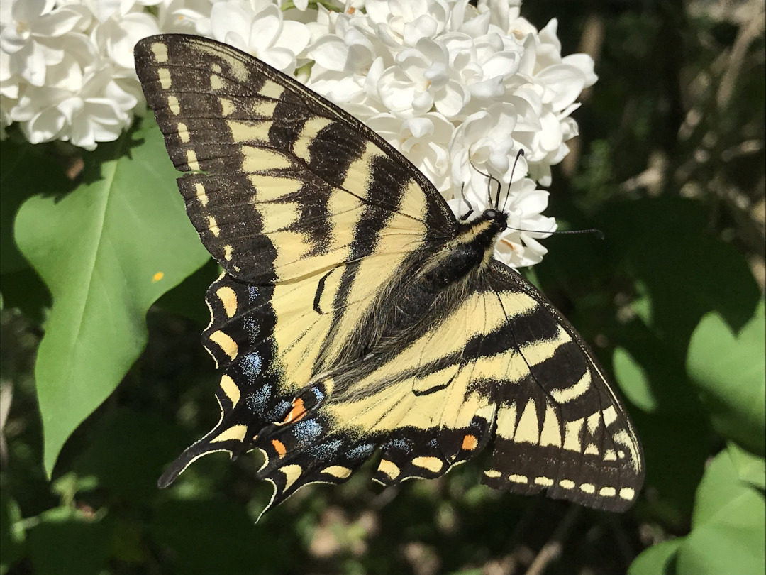 eastern tiger swallowtail butterfly