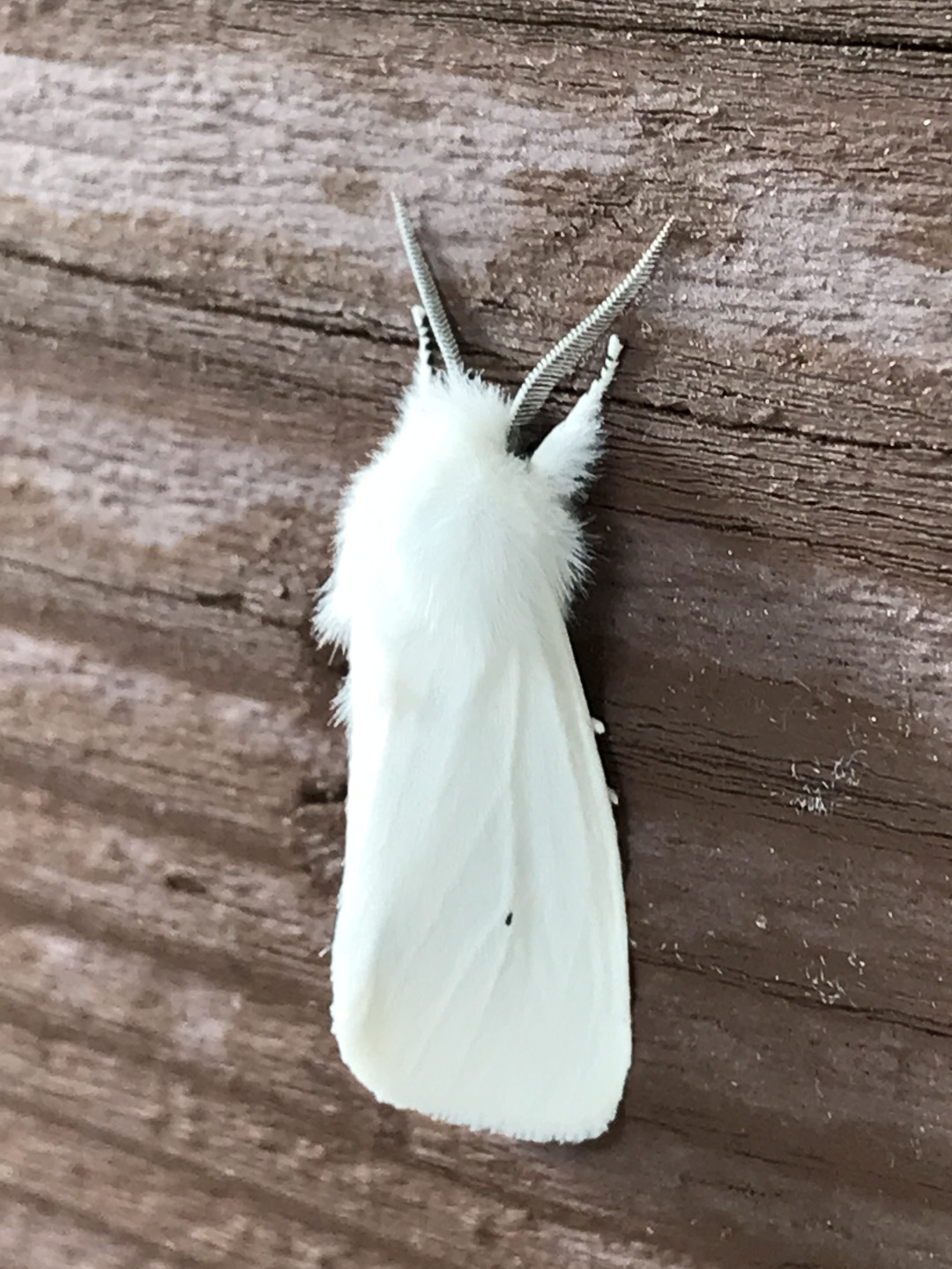 Virginian tiger moth