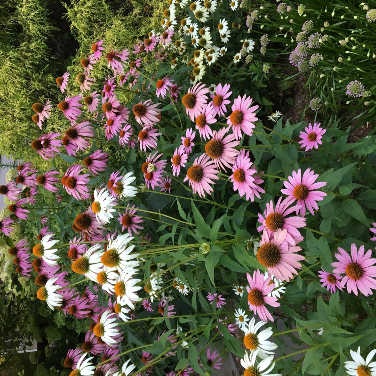 Gardening in Rural Missouri - FineGardening