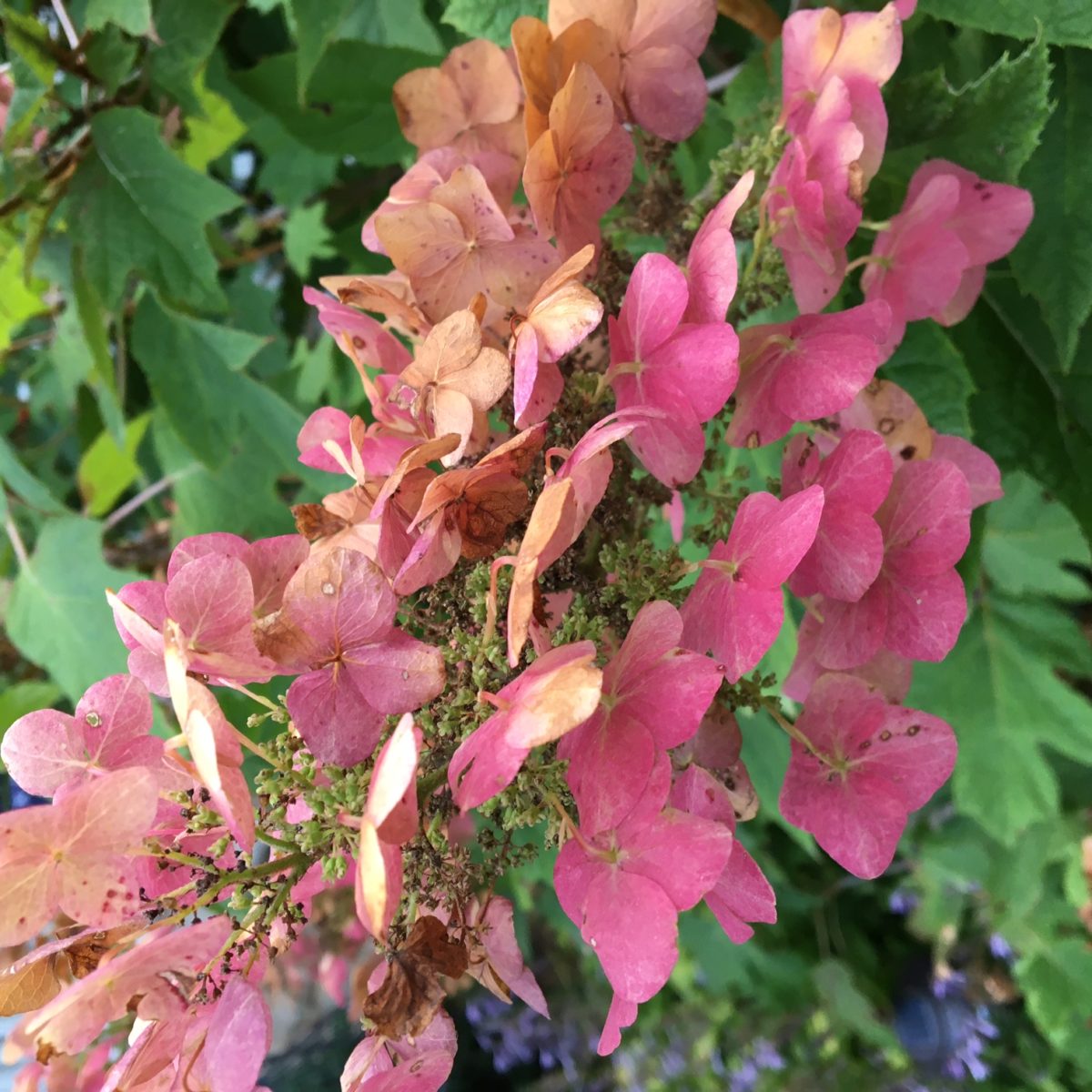 Gardening in Rural Missouri - Fine Gardening