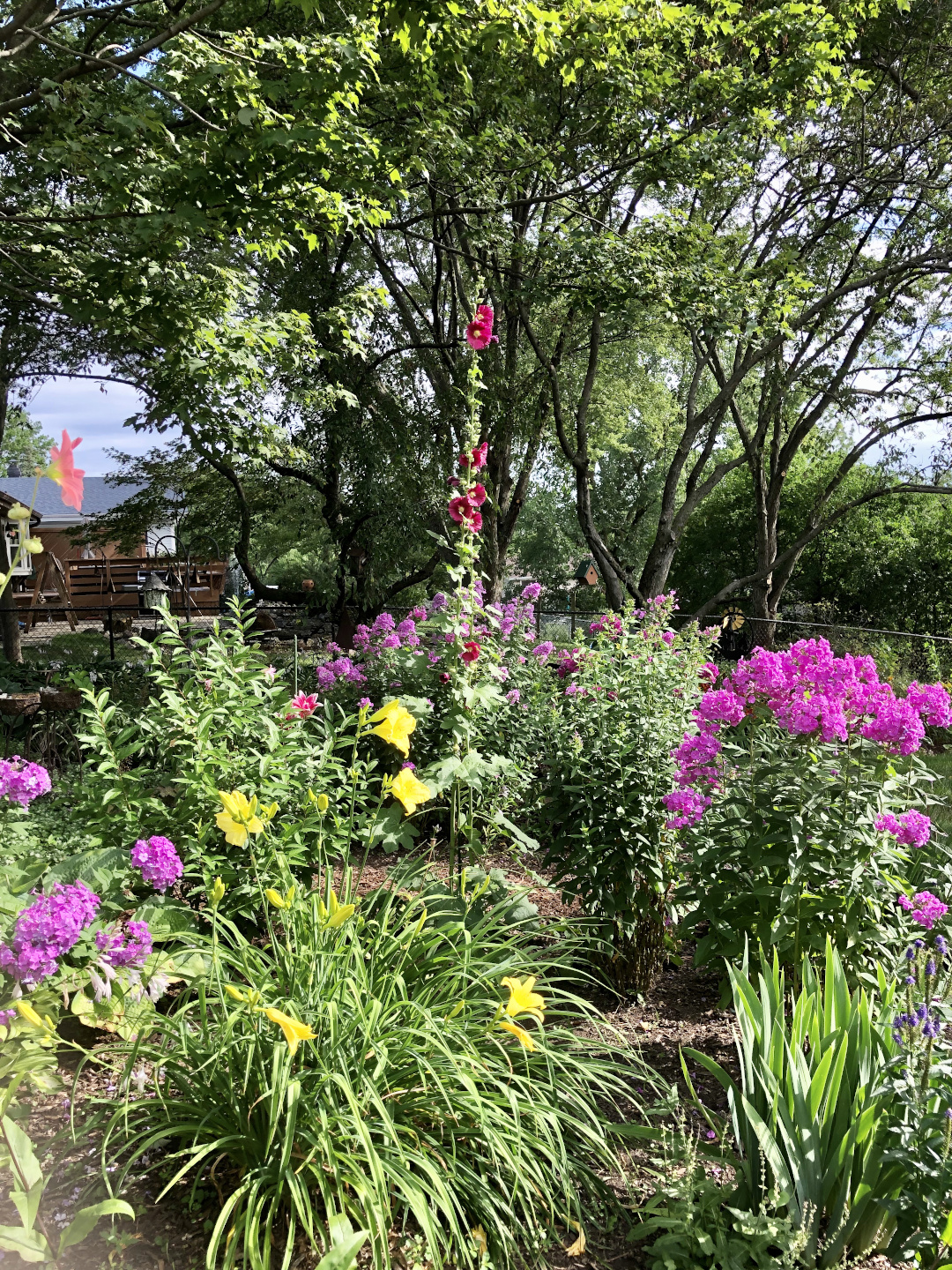 old-fashioned hollyhock