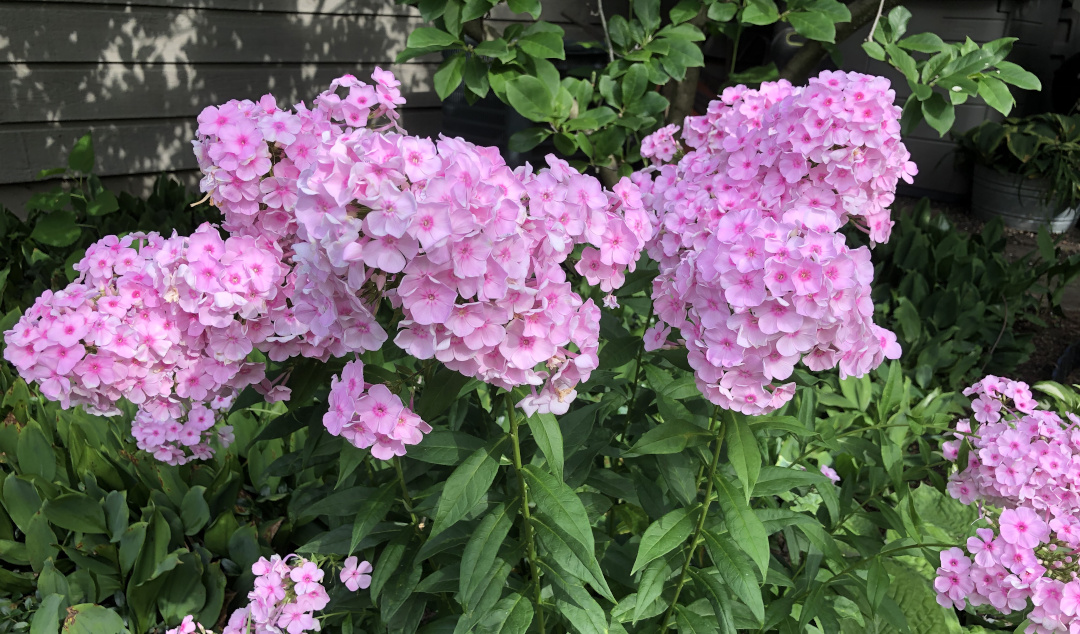 pink-eyed phlox