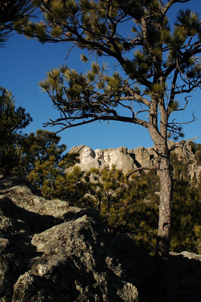 ponderosa pines