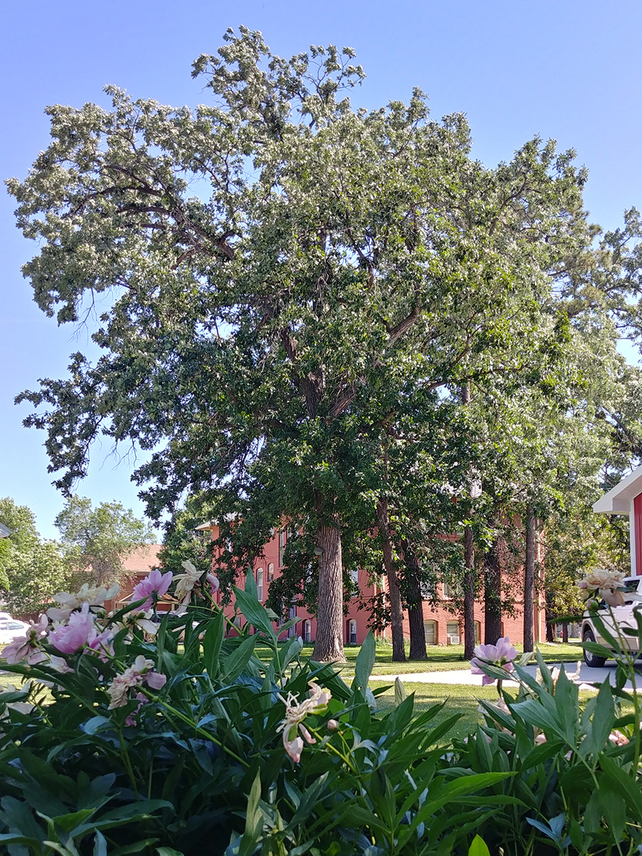 Bur oak